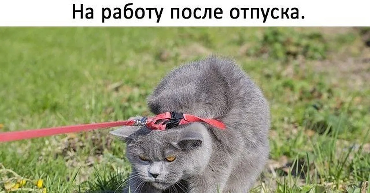 Прикольные картинки «Первый день на работе после отпуска» от 13 сентября  2018 | Екабу.ру - развлекательный портал