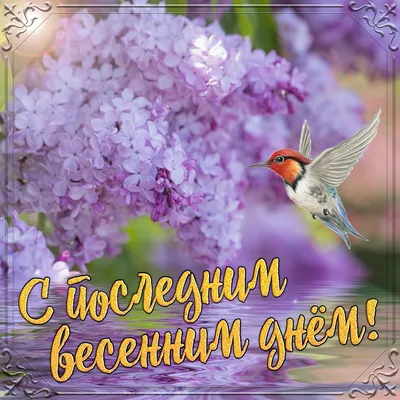 Картинка с птичкой в последний день весны | Весна, Картинки, Милые открытки