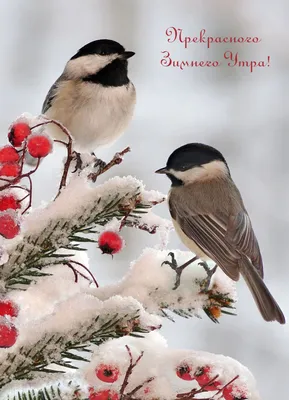 С 1 декабря 2021 — поздравления в стихах и прозе с первым днем зимы —  открытки и картинки / NV