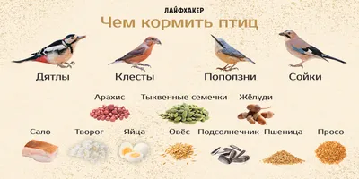 Зачем кормить птиц зимой и как правильно это делать