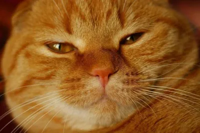 Рыжая кошка Вафля | Рыжие кошки, Домашнее животное, Кошки