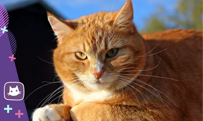 Красивые рыжие кошки - 54 фото