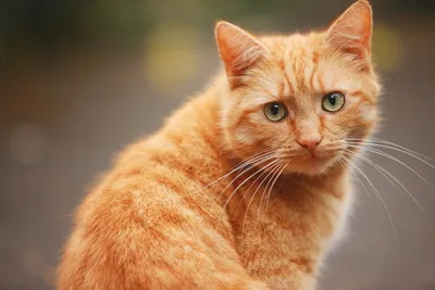 Картинки с рыжими кошками фотографии