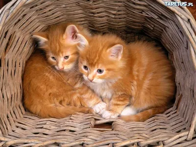 Топ пород рыжих кошек - Питомцы Mail.ru