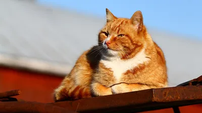 Рыжий котенок с рыжими глазами - 76 фото