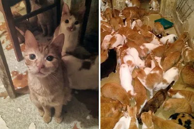 Вся правда о рыжих кошках | Раскрываем секреты - Питомцы Mail.ru