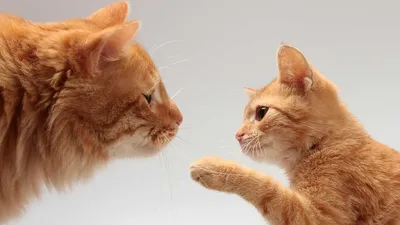 Эта рыжая кошка заставит Ваше сердце растаять! | Журнал PhotoCASA | Дзен | Рыжие  кошки, Котята, Кошки