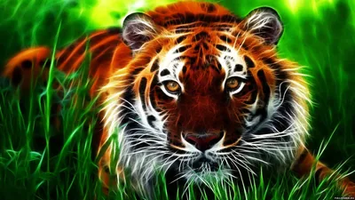 Обои Тигр / обои тигры, картинки - Обои для рабочего стола Тигр / обои тигры  фото из альбома: (животные)