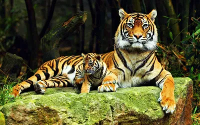 Обо всём » Обои с тиграми для рабочего стола специально к новому году Тигра!