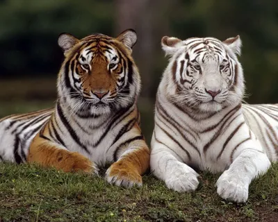 Тигры - красивые картинки (56 фото)