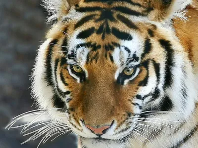 тигры фото