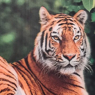тигр стоит на темном фоне под дождем, картинка животного на обои, обои для рабочего  стола, обои фон картинки и Фото для бесплатной загрузки