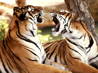 Картинка Тигры Большие кошки животное 1920x1440