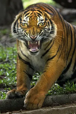изображение бенгальского тигра в траве, амурский тигр в траве, Hd  фотография фото, бенгальский тигр фон картинки и Фото для бесплатной  загрузки