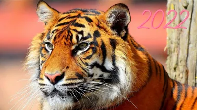 Новогодние открытки на год Тигра 2022: бесплатные картинки с символом года!  | Тигр, Открытки, Обои