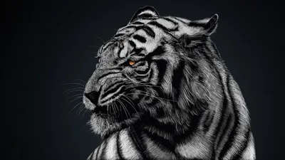 Купить Картина Тигра | Joom