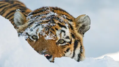 3Д картинка \"Три тигра\" (маленькая) 9,5 х 14,5 см х Т-0011