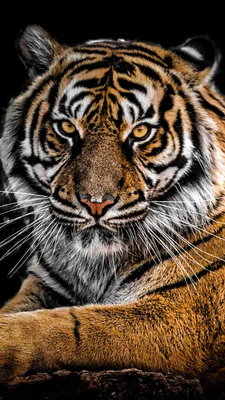 Международный День Тигра - 2011 » Коллажи с тиграми » Кошачья галерея »  Magnus Felidae (Великие Кошачьи) - красота и превосходство!
