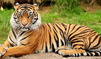 Обои с Тиграми 2022 на рабочий стол и телефон | Bengal tiger, National  animal, Tiger attack