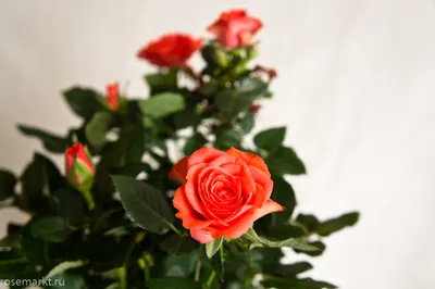 Букет цветов для девушки во Владимире купить с доставкой - ЦветыЦенаОдна
