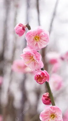 Розовые цветки японской вишни распускаются весной. Красивые цветы на ветках  сакуры на фоне голубого неба. Photos | Adobe Stock