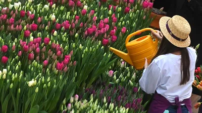 Уход за розами весной: чем подкормить, как обрезать и когда сажать | ivd.ru