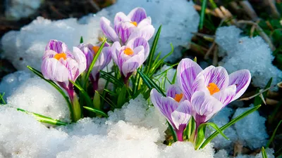 Когда весною вся природа расцветатет | Ноты Братство
