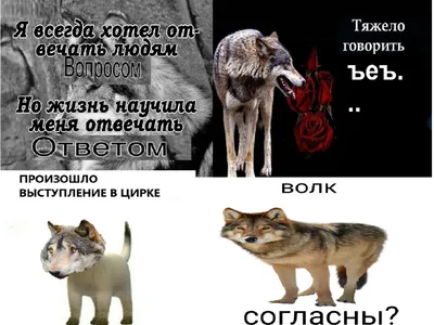 Мемы про волков. Как это работает и почему смешно. Рассказывает автор |  Простой российский блог | Дзен