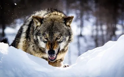 В чем смысл мема, где два белых волка смеются над третьим?» — Яндекс Кью