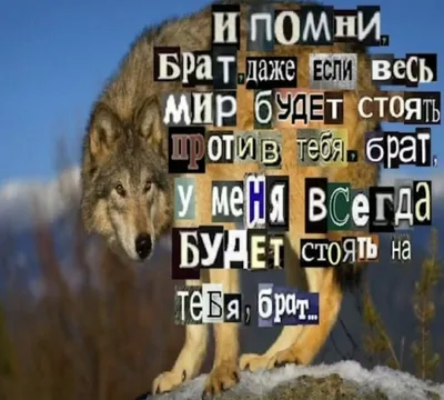 Волки как смысл жизни | ВКонтакте