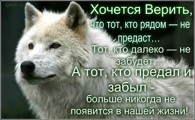 К чему снятся волки — сонник: волки во сне | 7Дней.ру