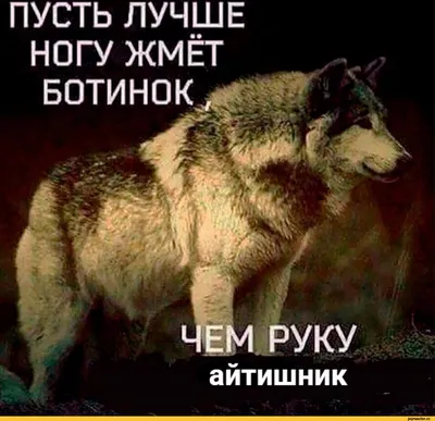 Чехол-книжка на Honor X7a c принтом \"Красноглазый волк\" черный, купить в  Москве, цены в интернет-магазинах на Мегамаркет