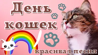 С Всемирным днём кошек ! 🐾😻 #денькошек #8августа #праздник #catlife ... |  TikTok