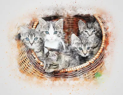 Котики приюта поздравляют с Всемирным днем кошек :) | Пикабу