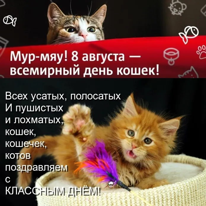 Всемирный день котиков. Всемирный день кошек. День кошек 8 августа. Всемирный день. Всемирный день кошек с праздником.