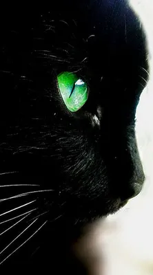 Картинки - Рыжий кот с зелеными глазами