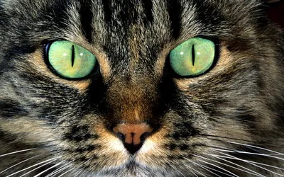 Купить Большой рыжий кот с зелеными глазами, в | Skrami.ru