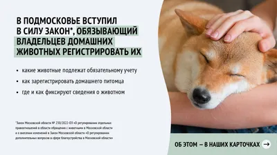 Полномочия в области обращения с животными / fryazino.org