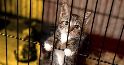 В Грузии за жестокое обращение с животными грозит тюремный срок до 4 лет |  Ветеринария и жизнь