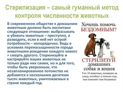 473 Знак Запрещается вход с животными (с поясняющей надписью) (1344) купить  в Минске, цена