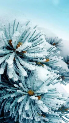 Картина на холсте (зимняя красивые зимние карелия тайга пейзажи зимой) 100  80 Горизонтально /пейзаж/природа/лес/в комнату/на стену/в спальню - купить  по низкой цене в интернет-магазине OZON (579224200)