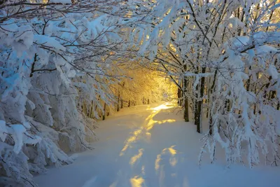 Красивые зимние картинки | Волшебный мир иллюстраций | Дзен