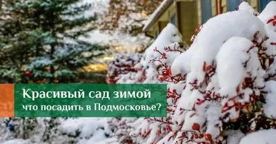 Зимушка зима пейзаж - фото и картинки: 60 штук