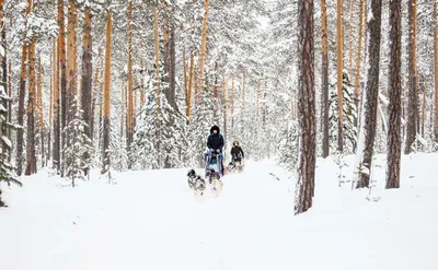 Зимой в Югру – за атмосферой, оленями, хаски, гастрономией и северным  сиянием | Ассоциация Туроператоров