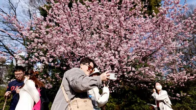 Культ любования: почему японцы поклоняются цветущей сакуре — 15.03.2023 —  Статьи на РЕН ТВ