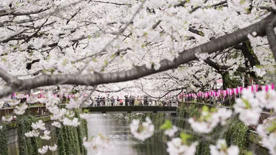 Как любоваться цветением сакуры? Рекомендации специалиста | Nippon.com