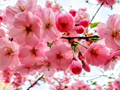 Цветение сакуры в Японии: альтернативные маршруты без Токио, | Perito