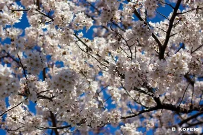 Цветение сакуры в Японии в этом году начнется раньше - РИА Новости,  13.03.2021