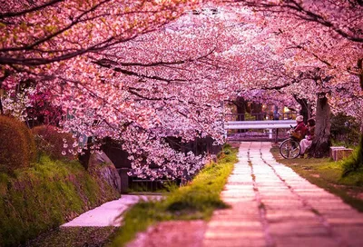 Цветение сакуры в Корее | В Корею