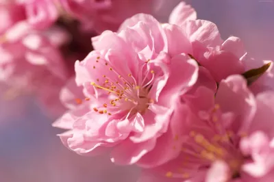 Цветение сакуры в парке Оги | Сага